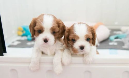 Cavalier King machinho e fêmea com 50 dias-Dani