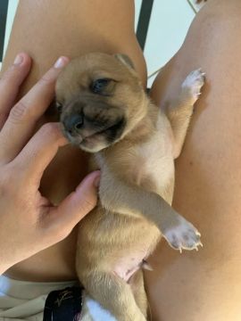 Filhote de cachorro - disponível para adoção