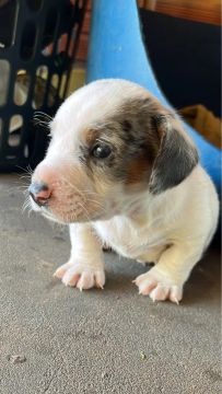 Filhote de Dachshund