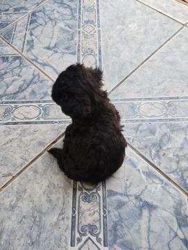 Filhote de poodle 
