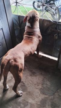 Pitbull feminina 