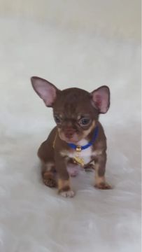 Chihuahua machinho minúsculo!!!