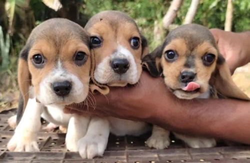 Beagle