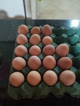 Ovos De Galinha sertaneja Balão GSB Excelentes Genéticas de Baixa grande Bahia