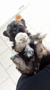 Toorroo Filhote de Lhasa Apso Puríssimos