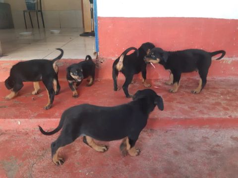 Vende 