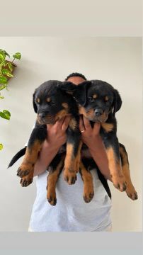 Filhotes de Rottweiler com Pedigree CBKC