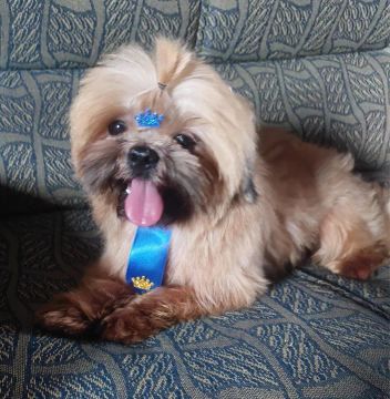 Shih Tzu Fofo Procurando Novo Lar