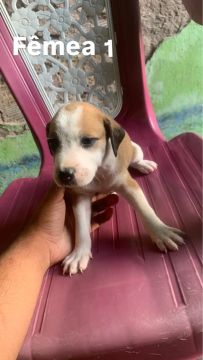 Fiilhotes de cachorro( VIRA-LATA)