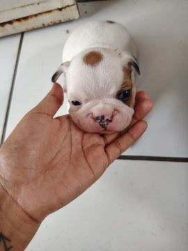 Filhotes de Buldog Francês 