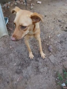 Doação Responsável