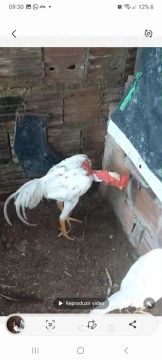 Galo polaco d estimaçao