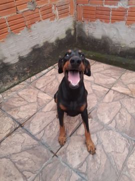 FILHOTE DE DOBERMAN EUROPEU