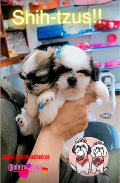 Shihtzu - Shitzu - Shih Tzu