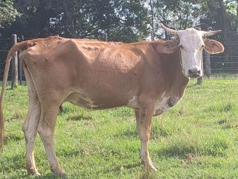 Vaca e terneiro para brick