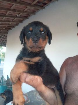 Filhote Rottweiler - Adorável e Brincalhão