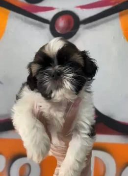 Filhote Shih Tzu macho