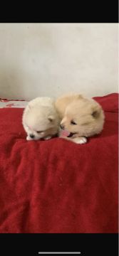 Vende-se filhotes de spitz alemão 
