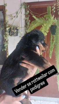 Filhote Rottweiler com Pedigree