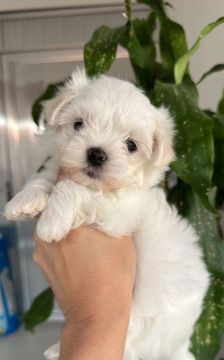 Maltes Macho Micro!! Lindo Menino Disponível para Entrega!!
