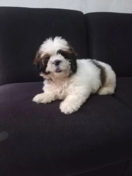 Filhote Shih Tzu - Fofo e Carinhoso