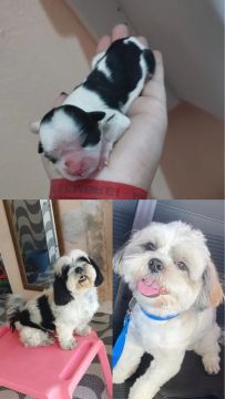 filhote Shih Tzu