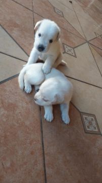 Filhotes de Labrador