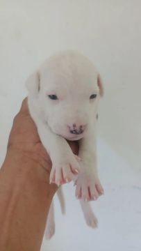 Filhote de Pitbull - Branco
