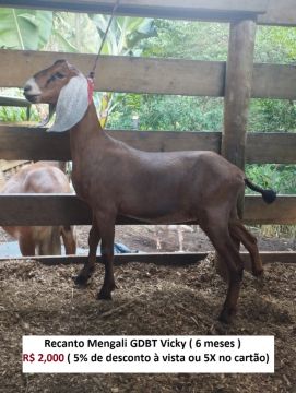 Cabras de Leite - Raça Anglonubiana