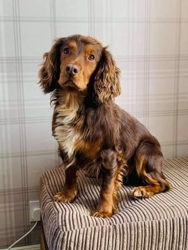 Cocker Spaniel Inglês Carinhoso    