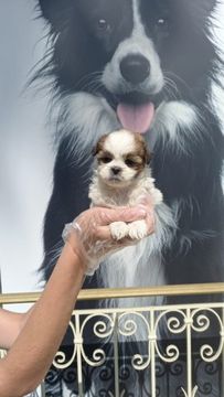 Shih Tzu raça dócil e amigavel
