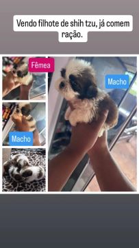 Filhote de shih tzu