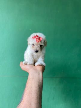 POODLE TOY FEMEA - Linda