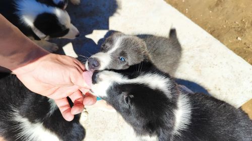 Border Collie 