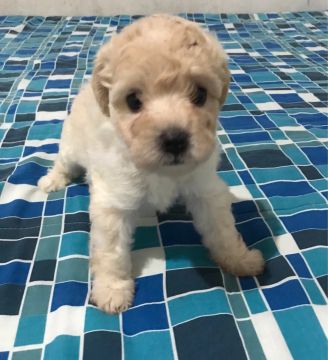 Filhote de Poodle albina com Shih Tzu