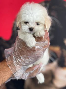 Lhasa Apso todas as cores, com pedigree e suporte veterinário gratuito!