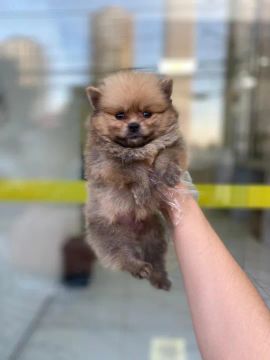 São cães brincalhões, extremamente leais aos seus donos