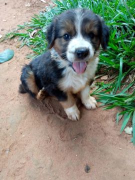 Filhote de cachorro disponível para adoção
