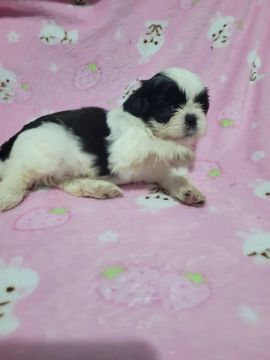 Filhote Shih Tzu