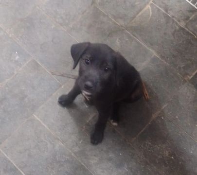 Cachorra fêmea