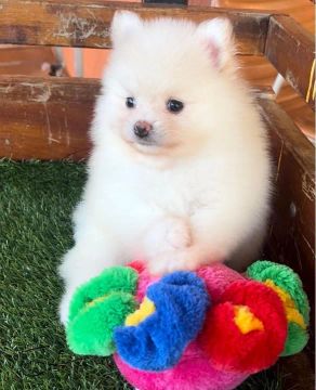 Spitz Alemão com pedigree 