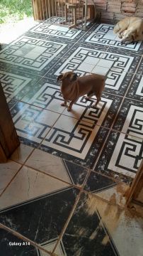 Doação de cachorro 