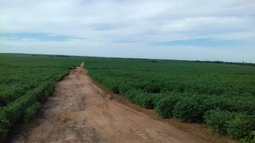 Fazenda na região de Canarana e Querência - MT
