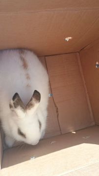 Coelhos anão nerteland adulto pra vender 
