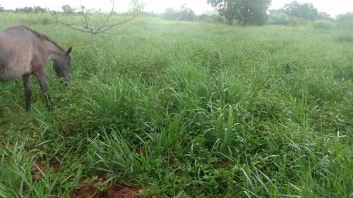 Chacara 06 hectares 600 mil.