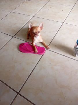 Chihuahua Fofo 