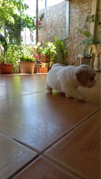 Filhote de Shih Tzu