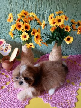 Shih tzu fêmea 