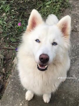 Husky Siberiano Branco