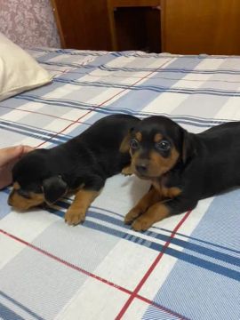 filhote de Pinscher